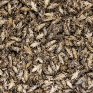 Dried House Crickets(W)
