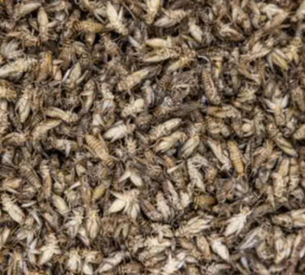 Dried House Crickets(W)