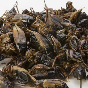 Dried Field Cricket (W)