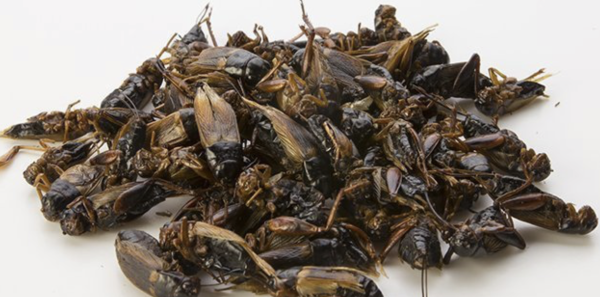 Dried Field Cricket (W)